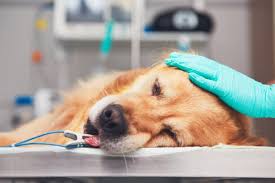 Dog owner at veterinary clinic