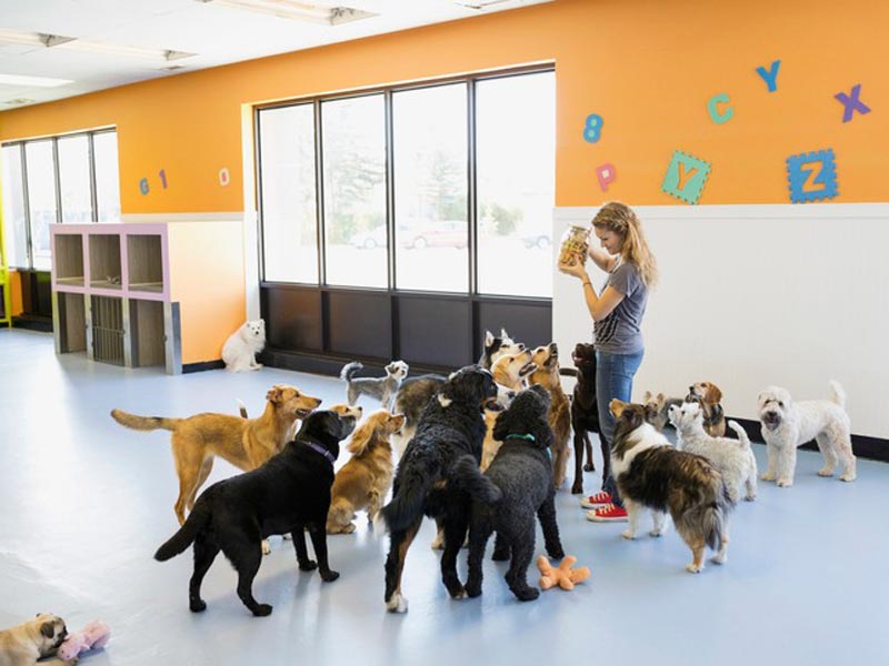 Dog daycare service in your area