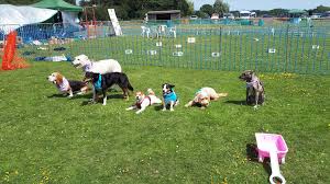 Dog events meetup community connections