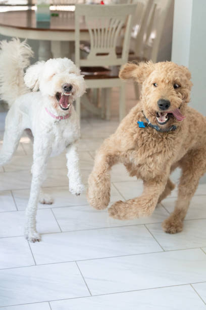 Dog behavioral traits DNA