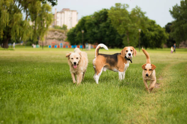 Two dogs meeting at a community dog event