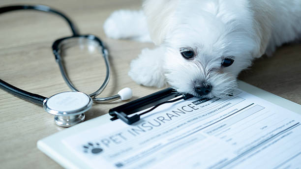 Pet insurance dog health coverage partner
