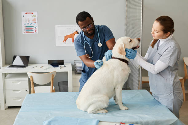 Veterinary clinic dog health partnership